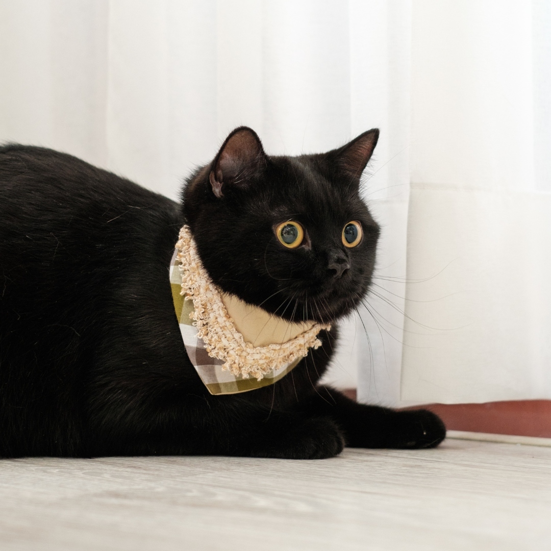 PuriPuri® 寵物領巾 - 抹茶爆米花