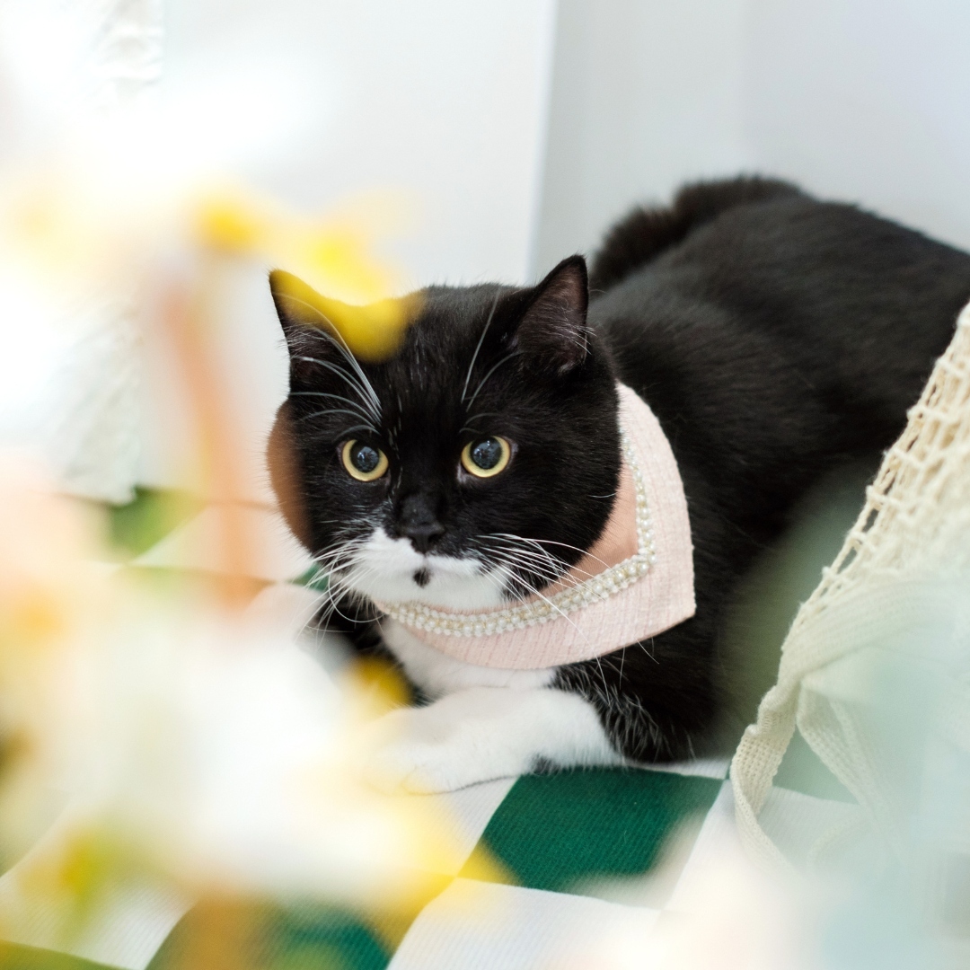 PuriPuri® 寵物領巾 - 珍珠小寶盒