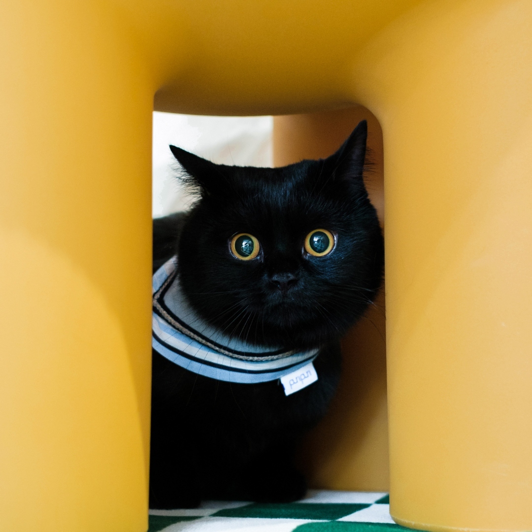 PuriPuri® 寵物領巾 - 蔚藍海岸