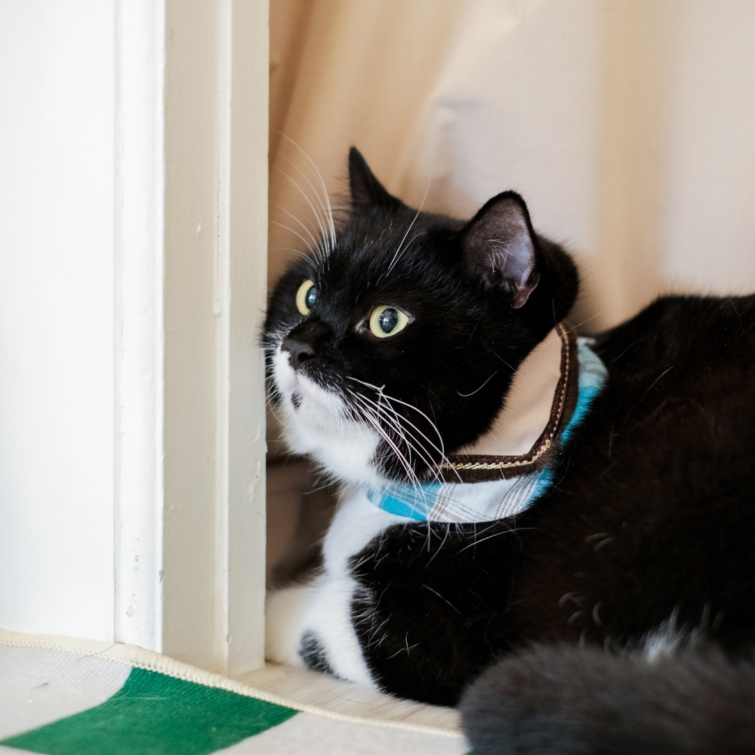 PuriPuri® 寵物領巾 - 薄荷巧克力