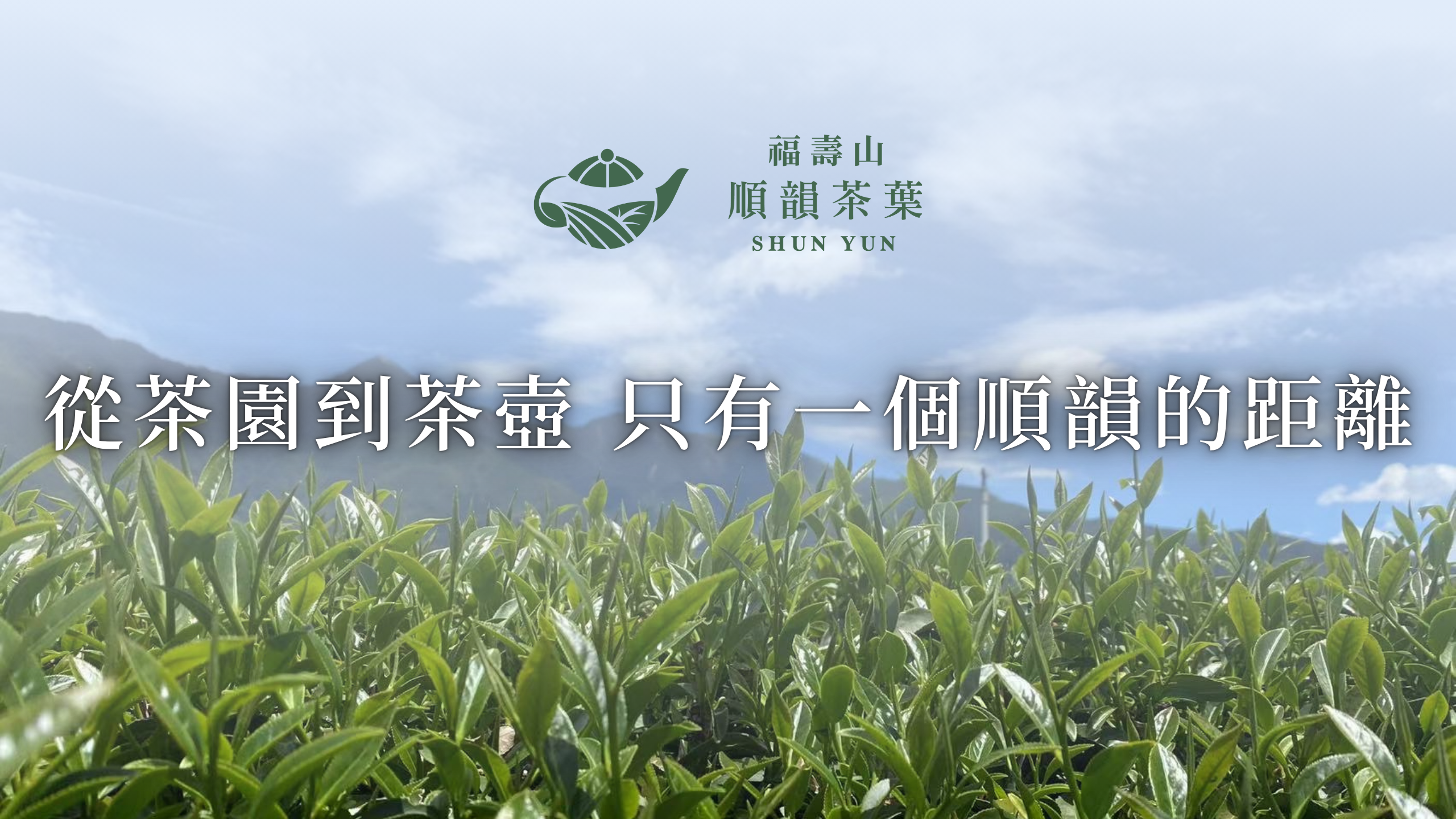 福壽山順韻茶葉-臺灣最高海拔高山茶葉