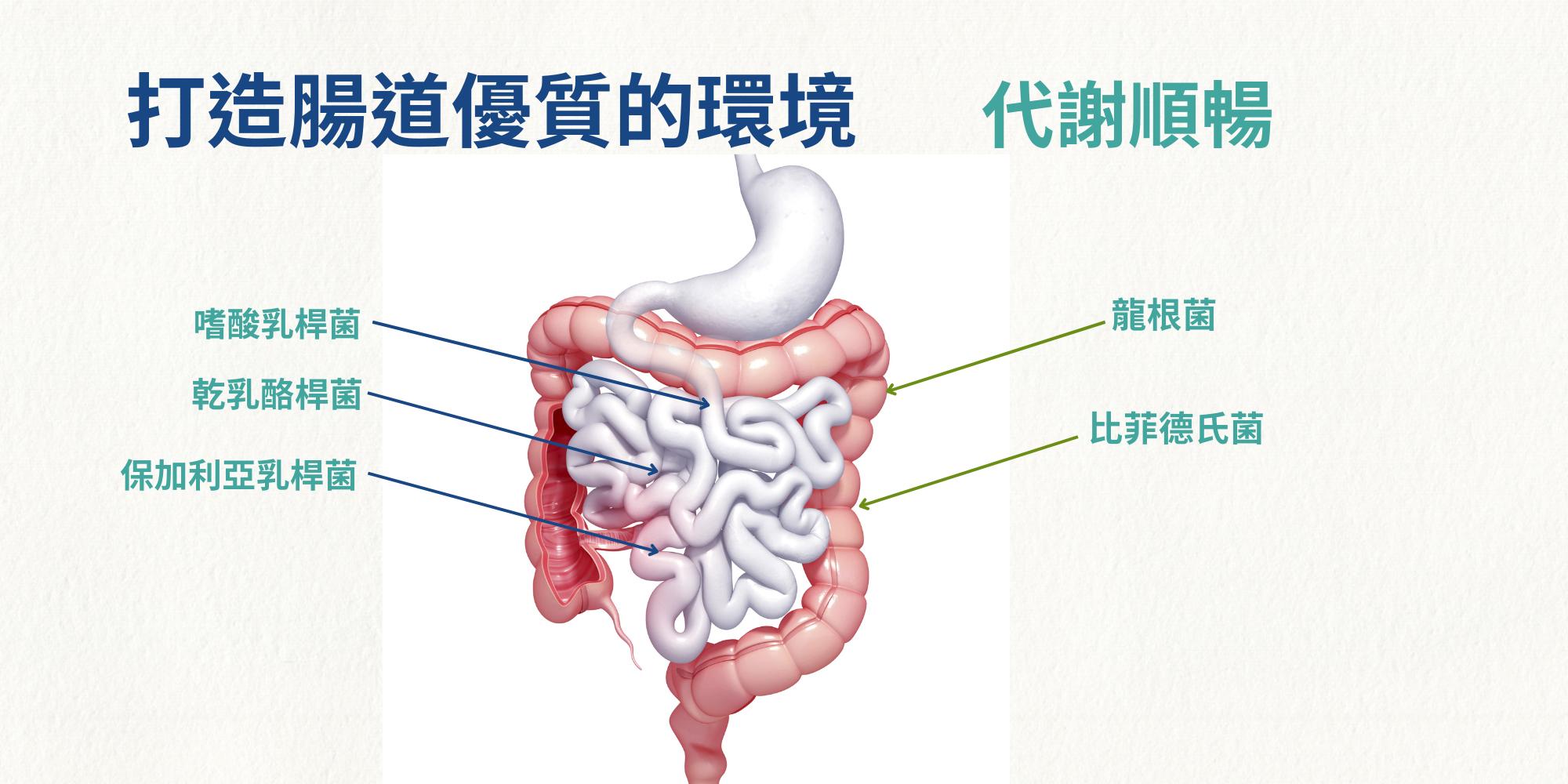 合田巧姿90粒裝