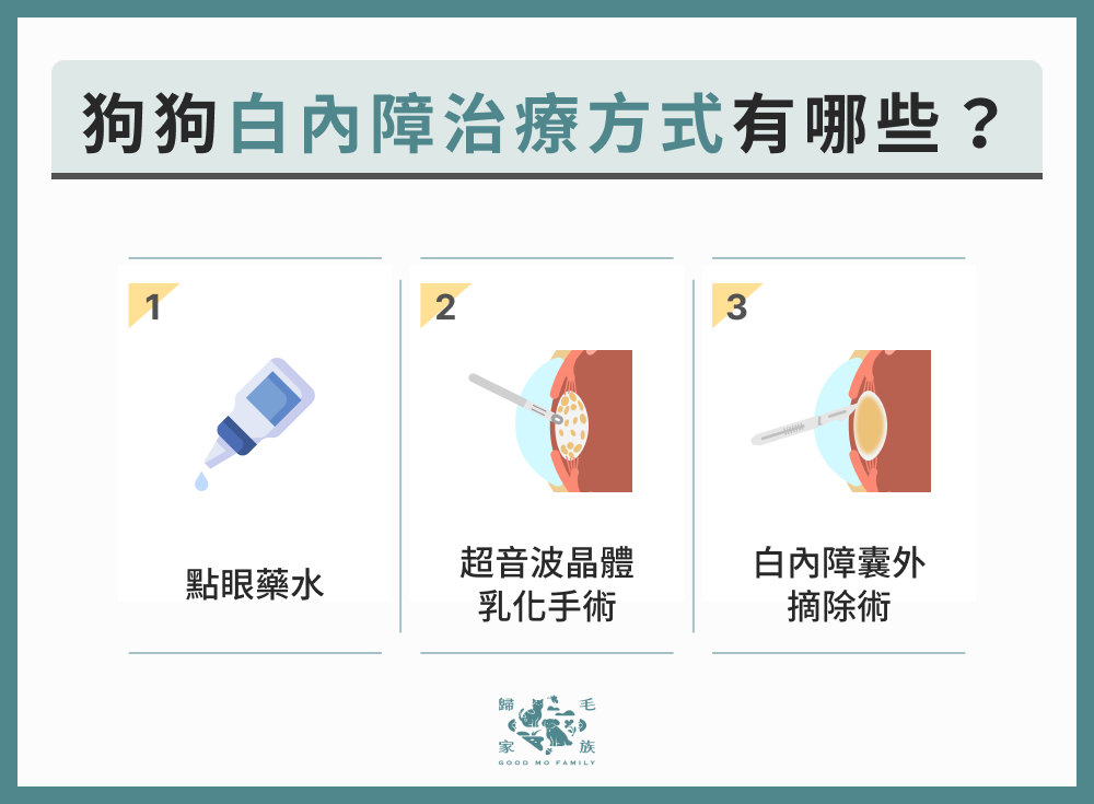 狗狗白內障治療方式有哪些？
