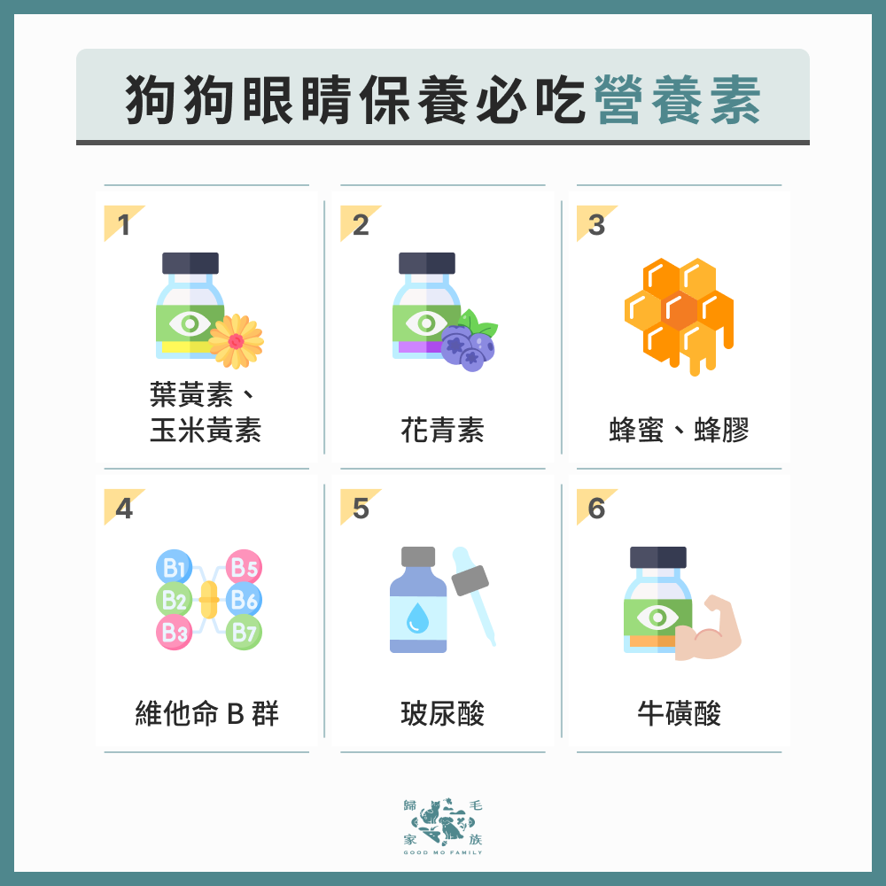 狗狗眼睛保養必吃營養素