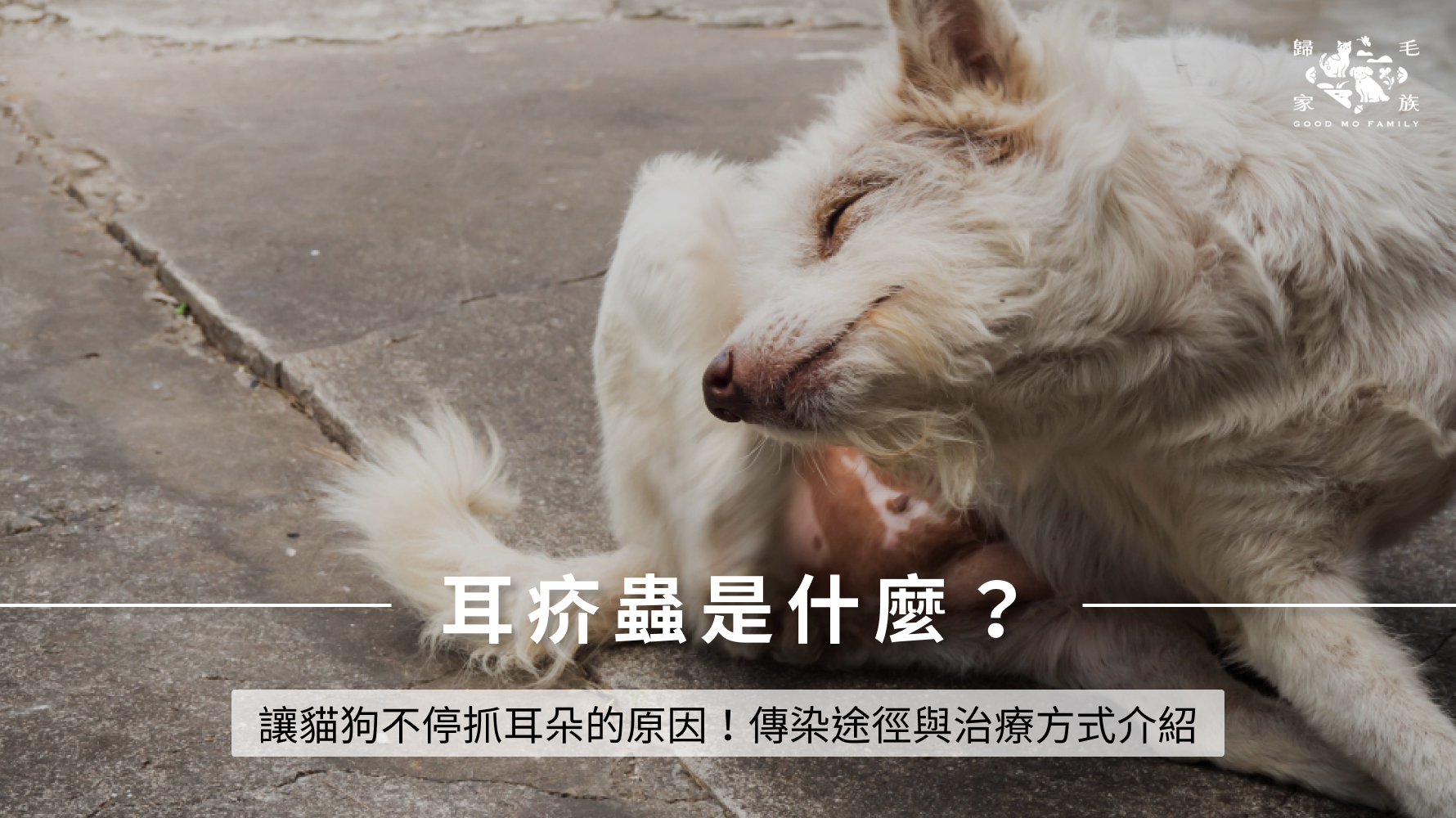 耳疥蟲是什麼？讓貓狗不停抓耳朵的原因！傳染途徑與治療方式介紹