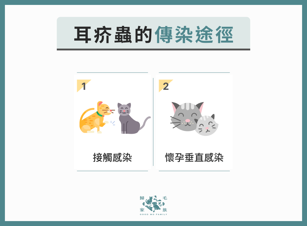 耳疥蟲的傳染途徑