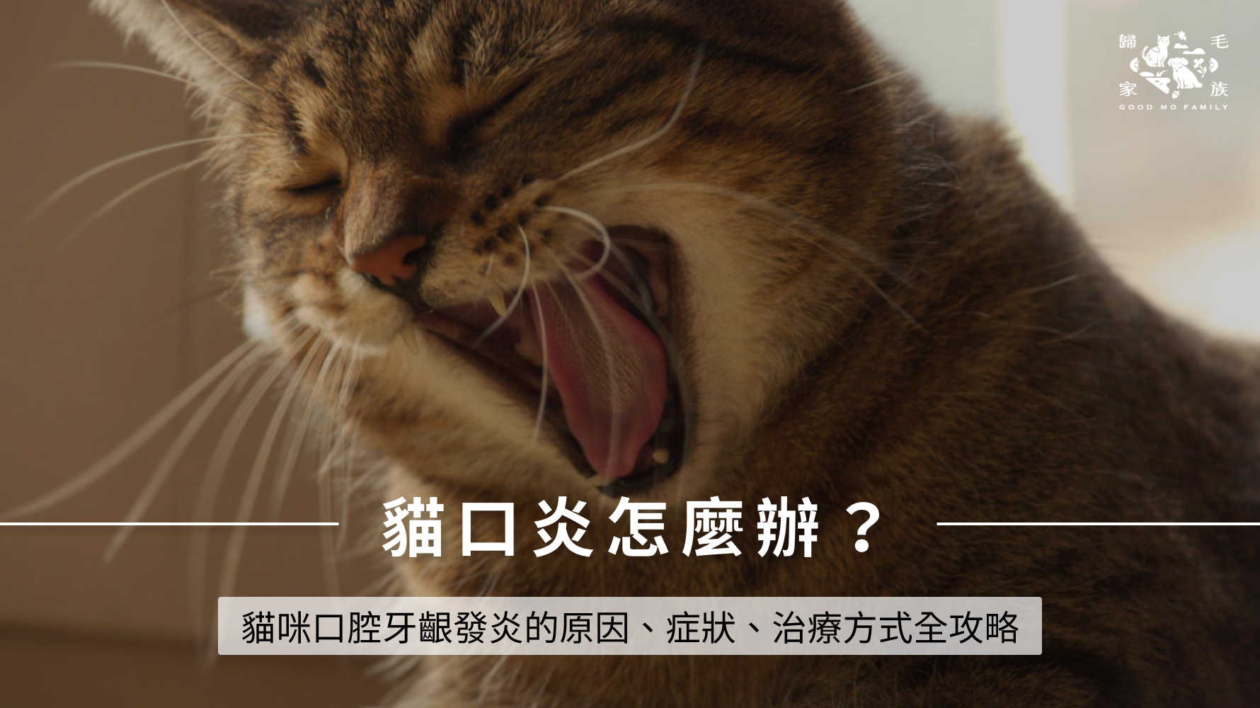 貓口炎怎麼辦?貓咪口腔牙齦發炎的原因、症狀、治療方式全攻略