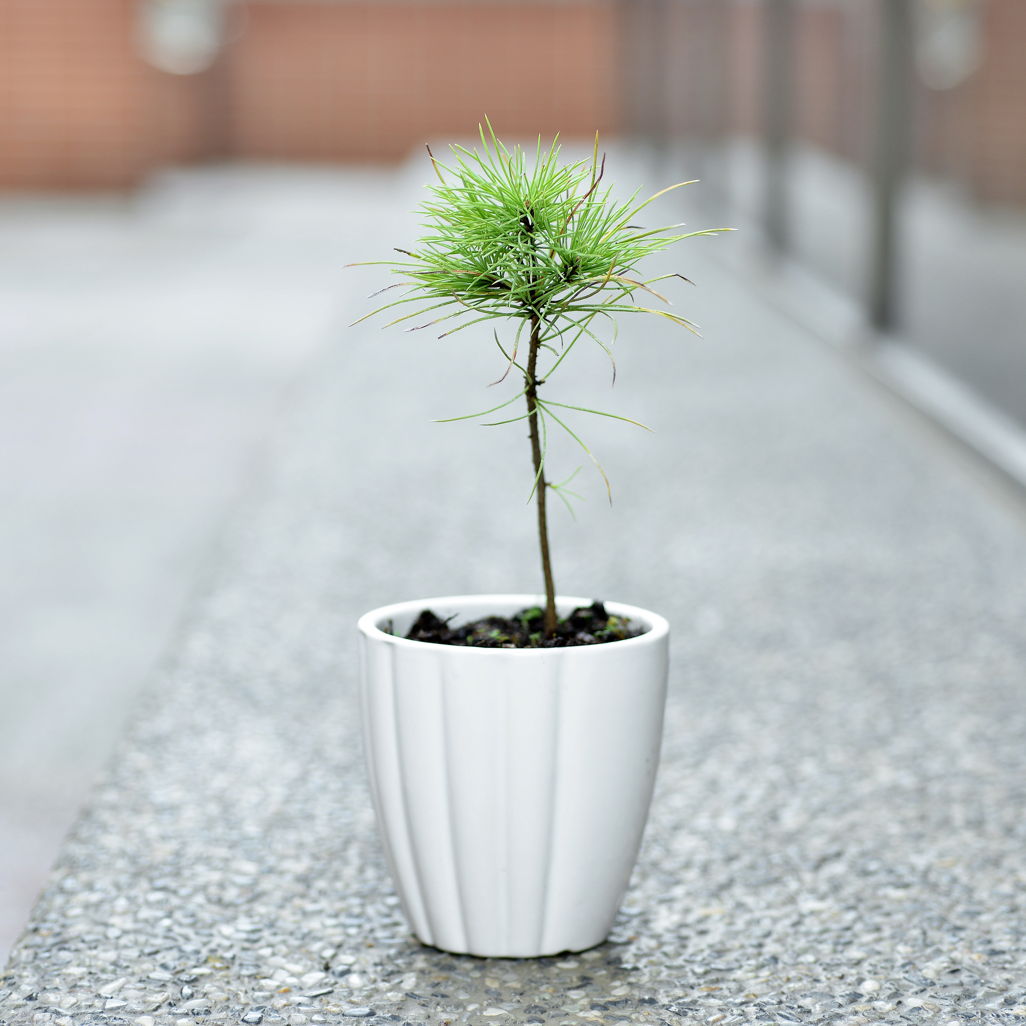 五葉松(3寸盆栽)