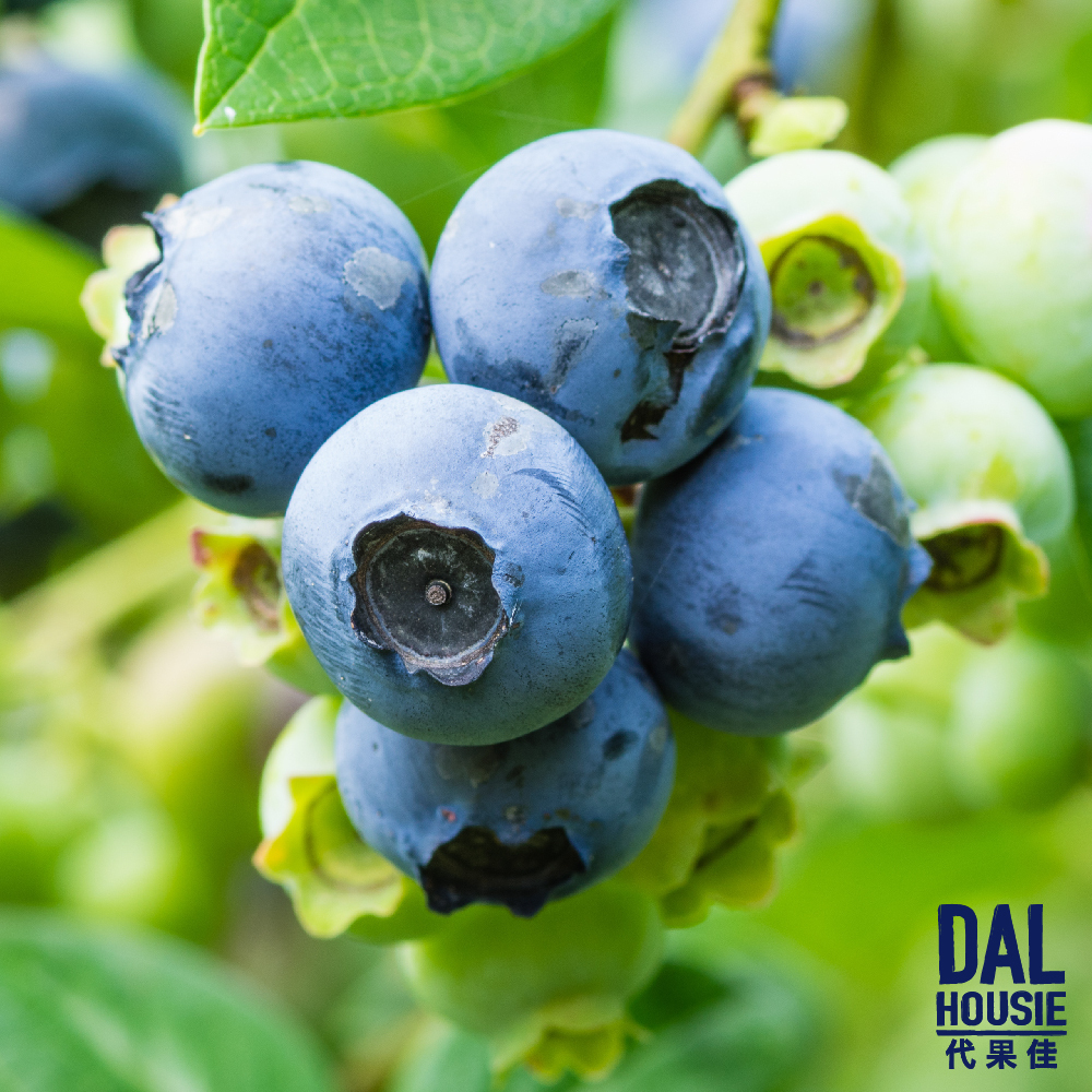 【森食良品】代果佳有機藍莓果醬42g