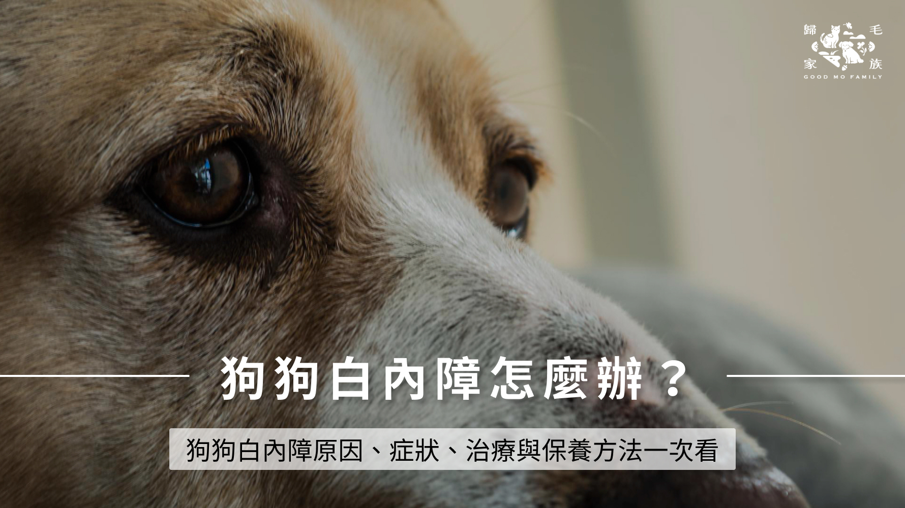 狗狗白內障怎麼辦？狗狗白內障原因、症狀、治療與保養方法一次看