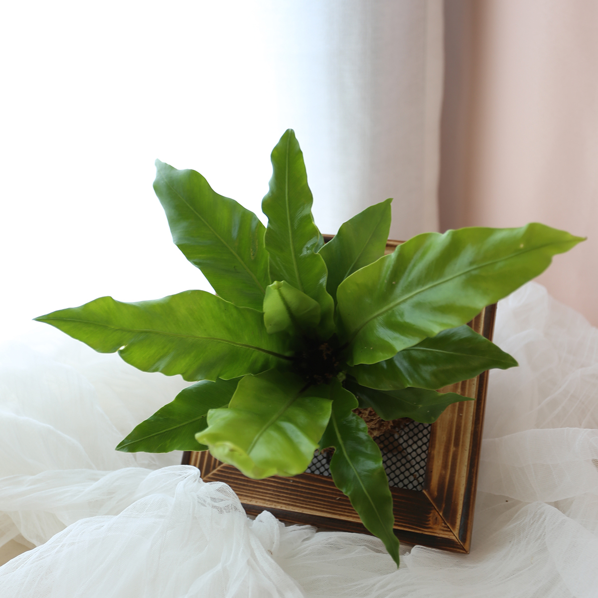 PD56｜小板植(20cm×20cm)