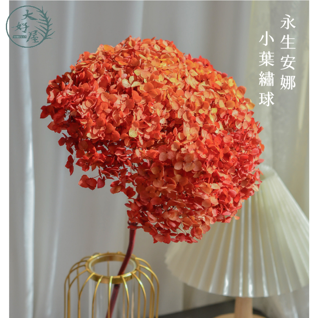 永生安娜繡球【束裝】
