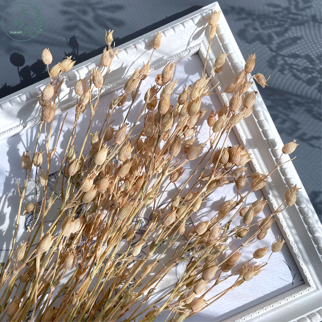 永生蠅子草【大束裝】