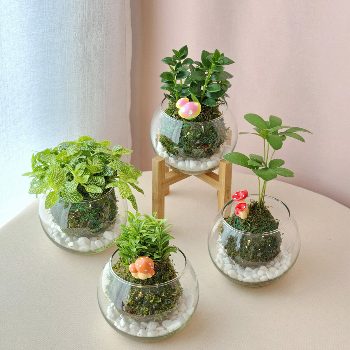 PD30｜玻璃苔蘚球