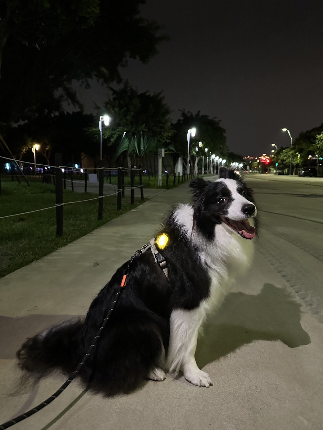 亞寵展連線-榛果散步燈(黃)【現貨直送，先搶先贏】