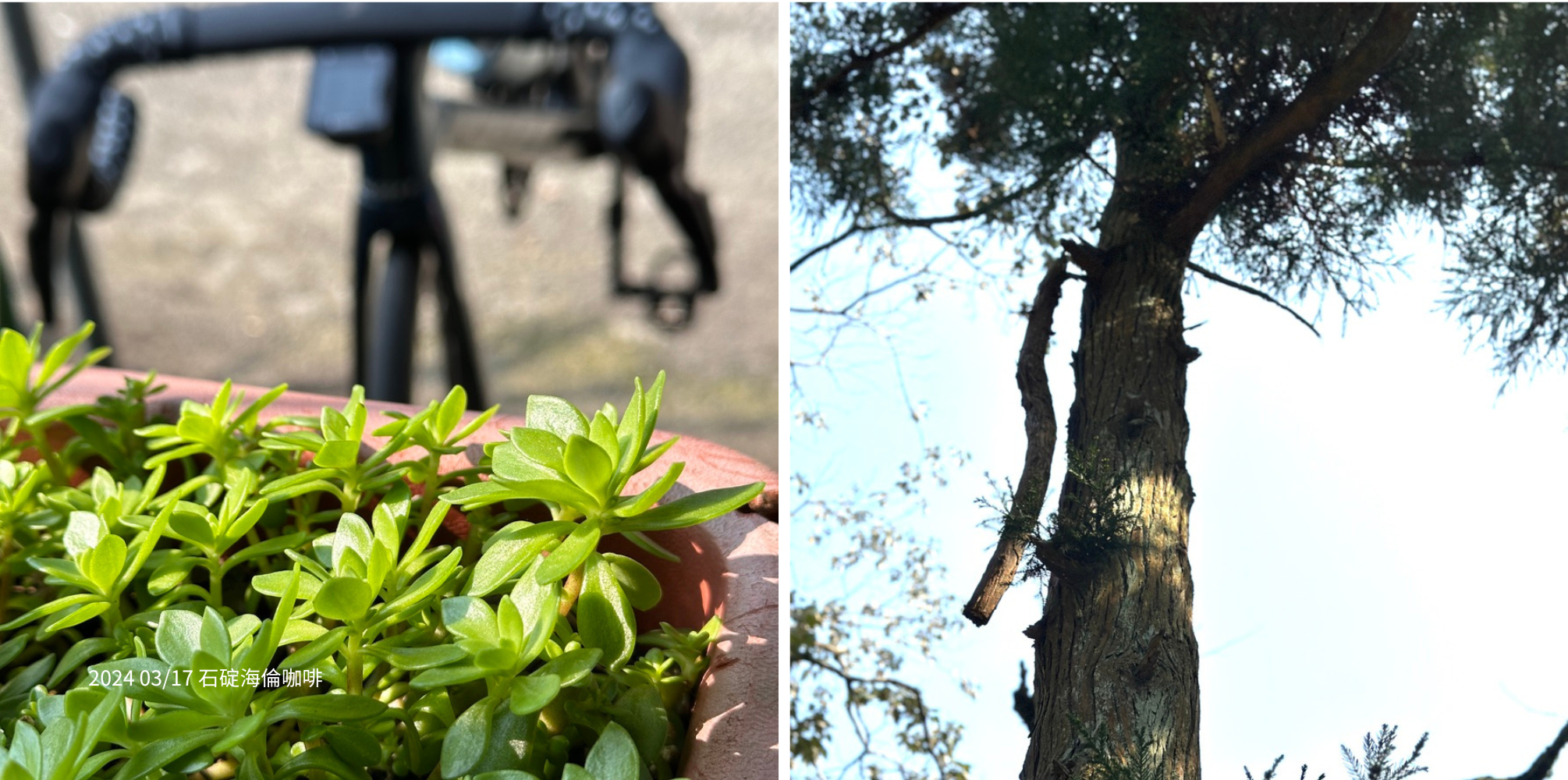 RideWithNW 日期: 2024/03/17 路線: 木柵動物園 to 石碇海倫咖啡