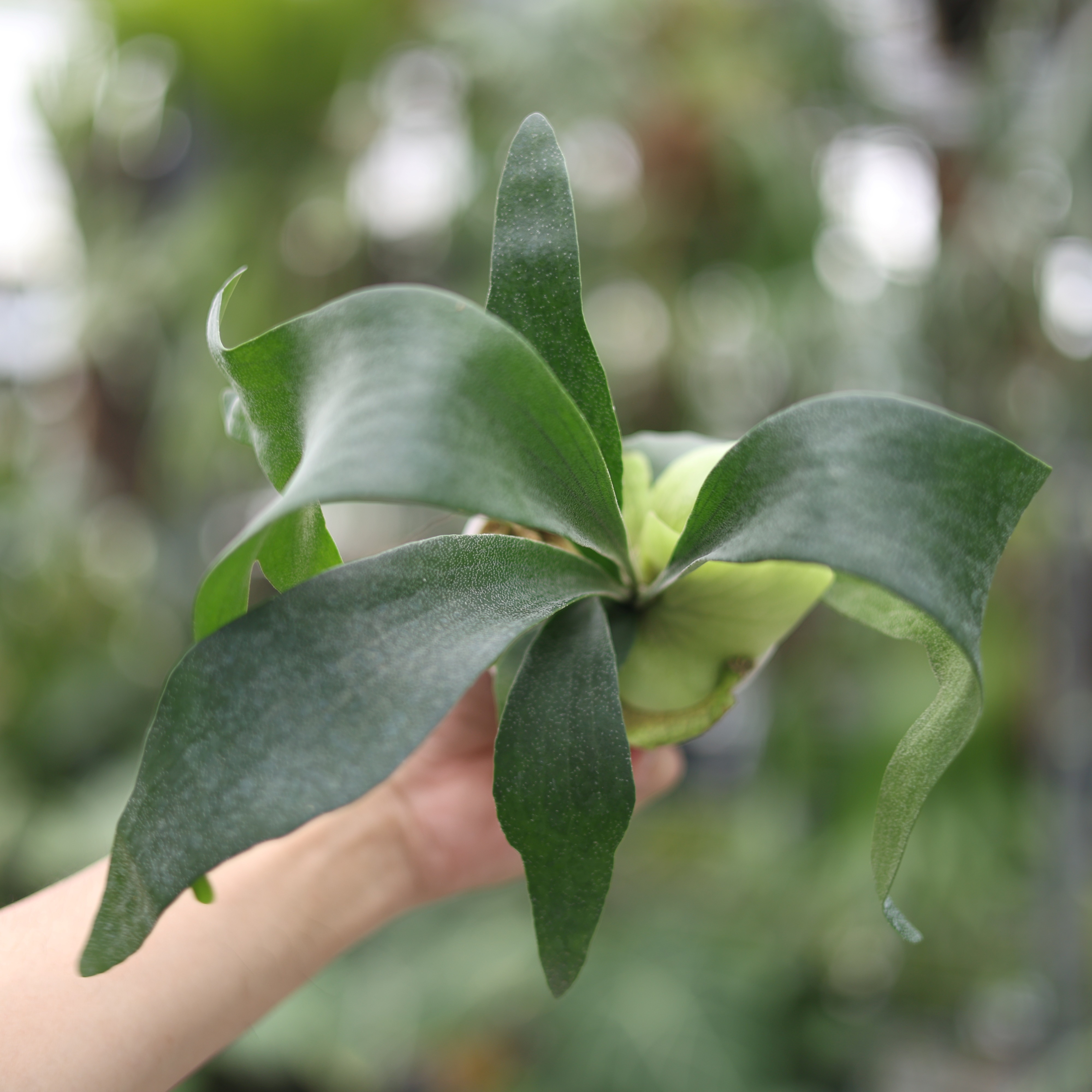 Platycerium SS foong 鹿角蕨4吋盆苗