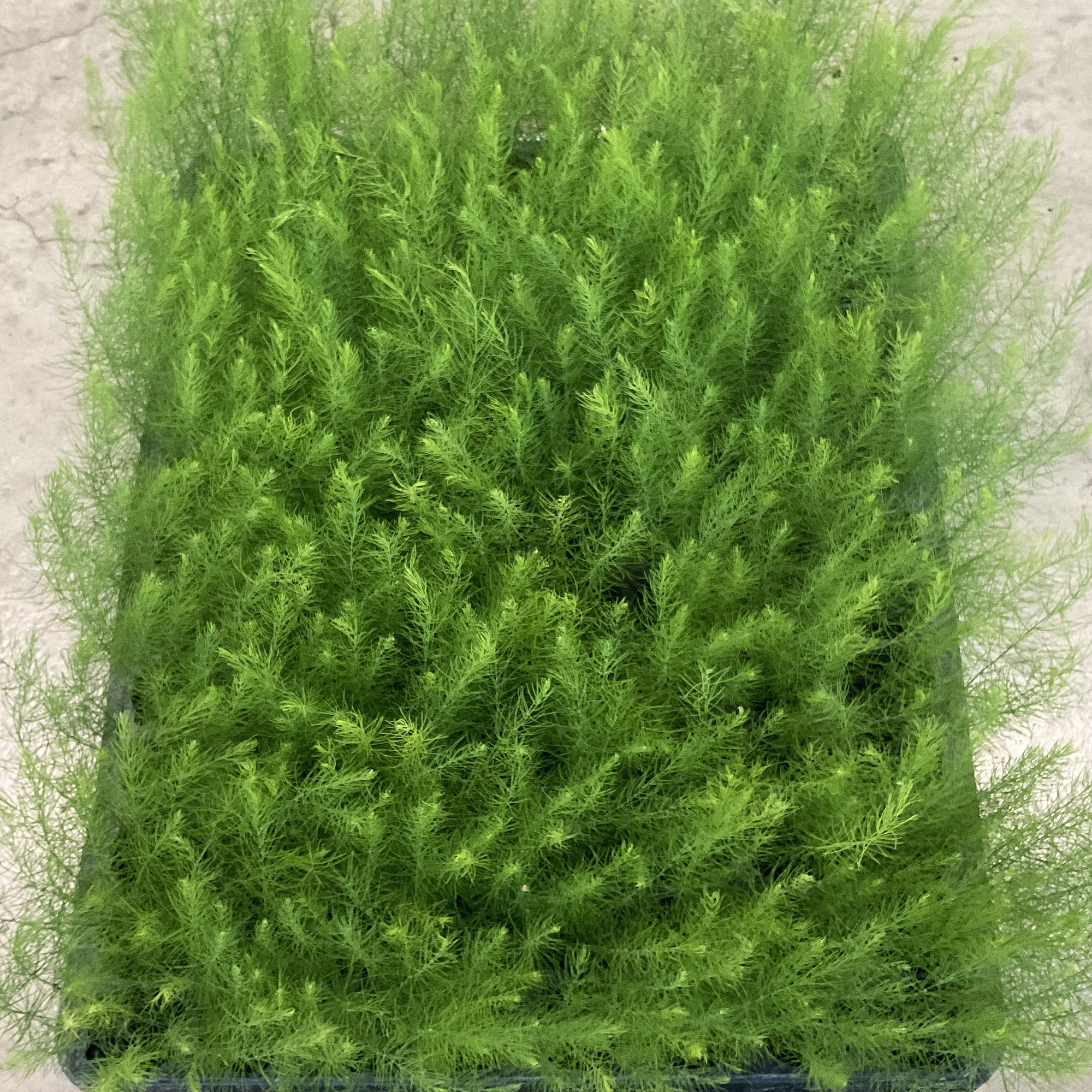 original.jpg?1725939614