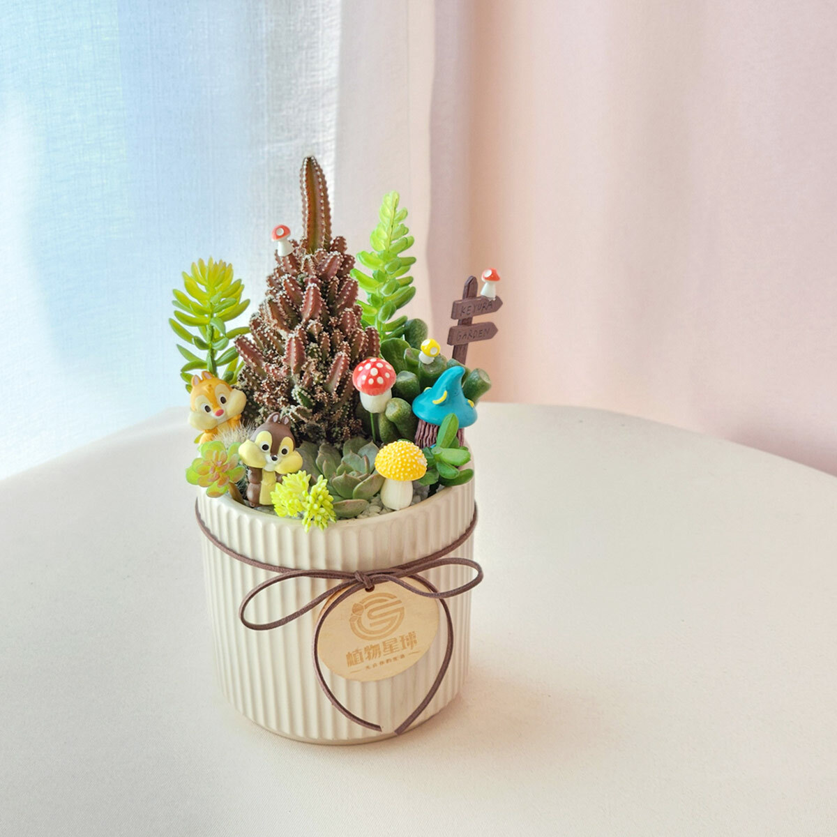 PD146｜多肉仙人掌盆栽