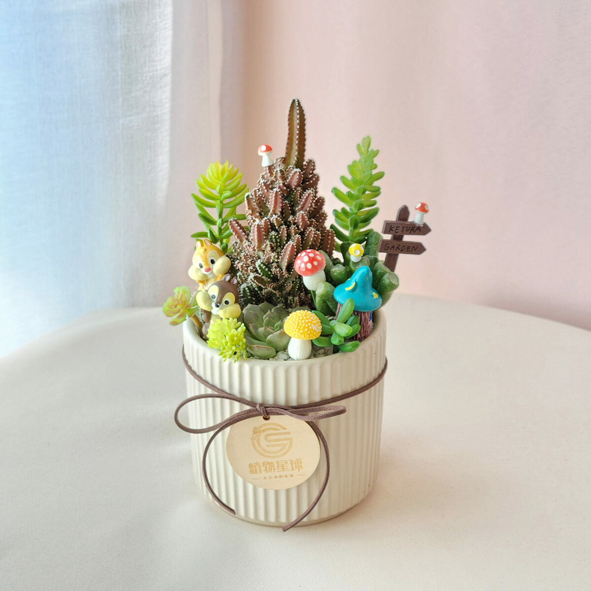 PD146｜多肉仙人掌盆栽