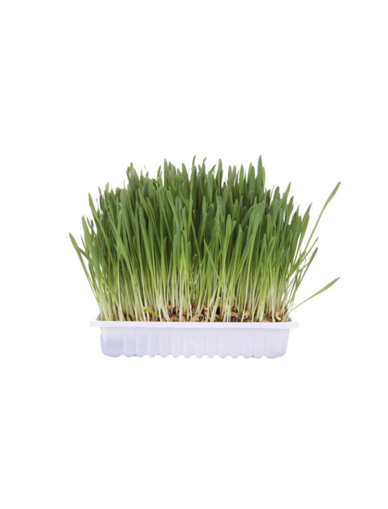 Trixie 貓麥草 100g