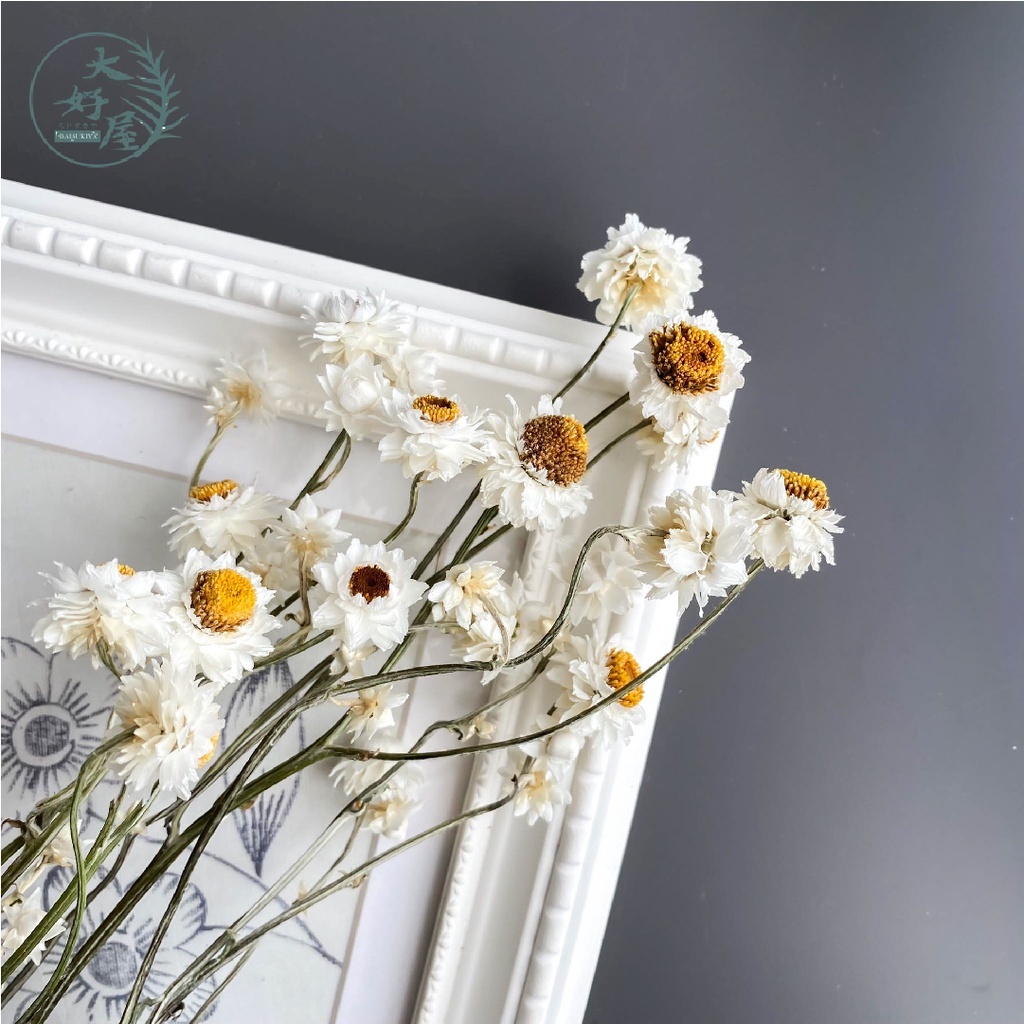 乾燥洋甘菊【小】