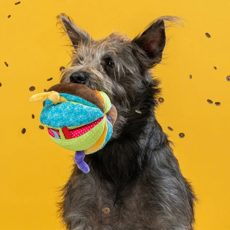 日本Platz 馬戲團嗅聞藏食球