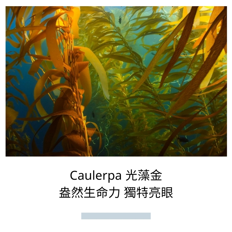 COOCEAN OCEAN GLOW 海光柔緞綁結罩裙 光藻金