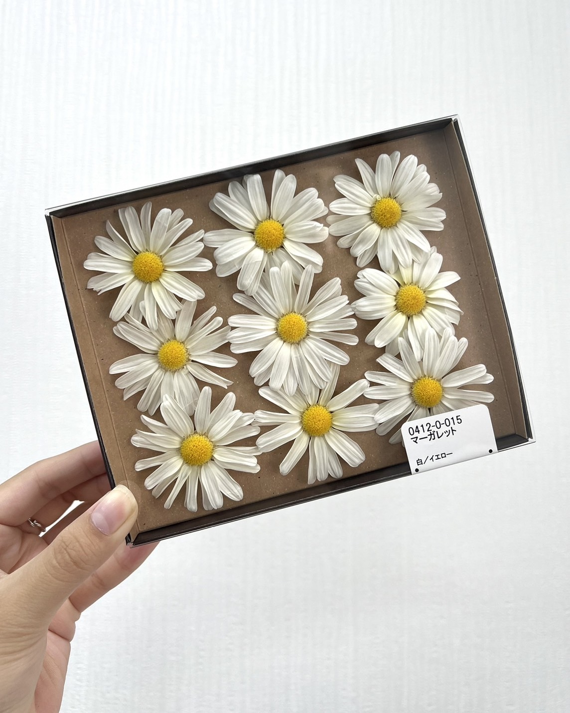 日本不凋瑪格麗特(9輪) 04120-015