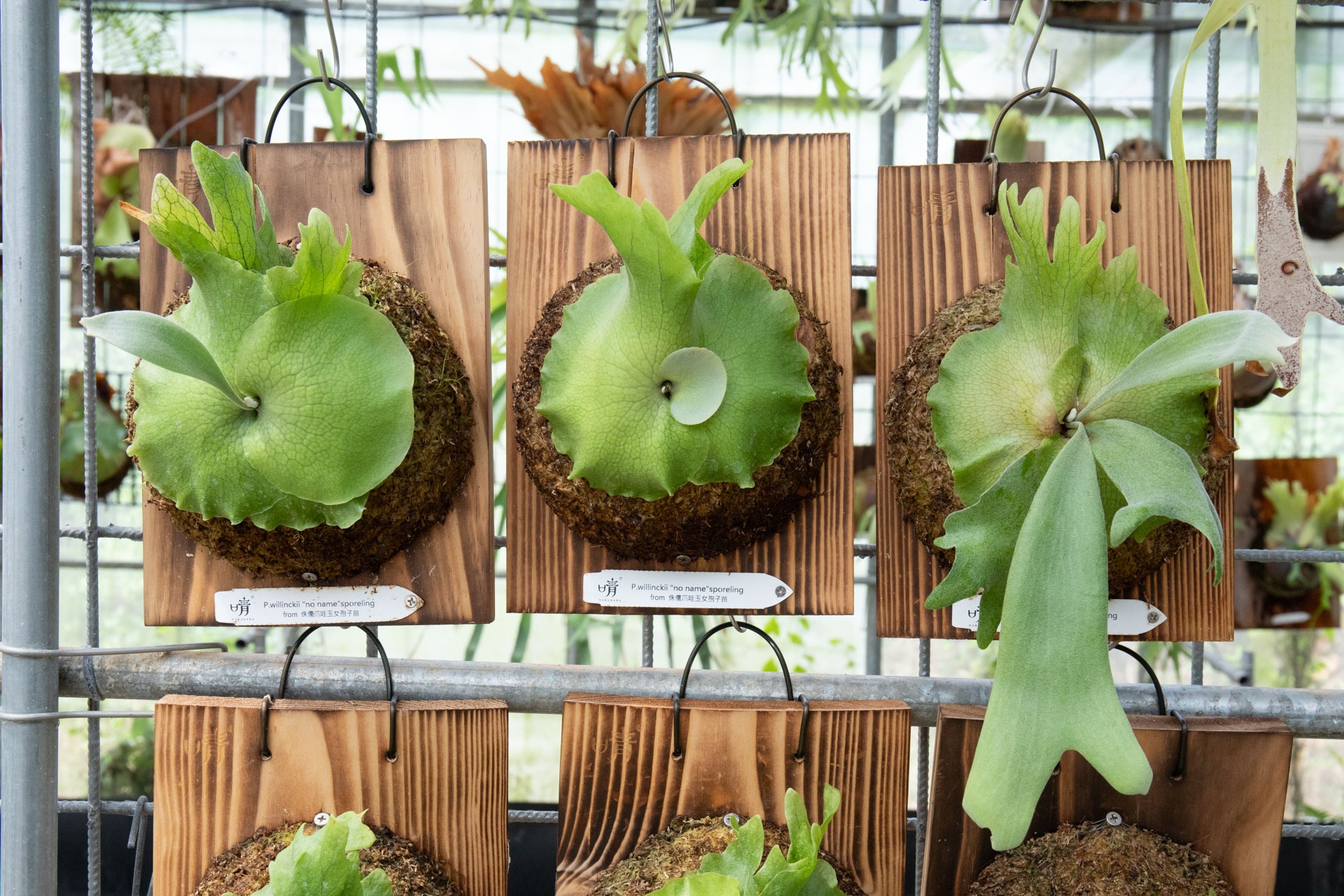 willinckii　no name willinckii no name ZX/Midwest Petroleum on 159 and Glen Carbon Rd