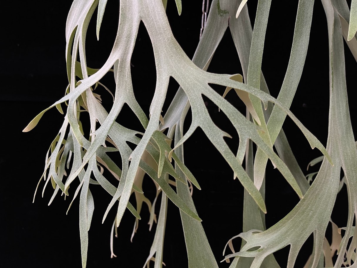 P.willinckii ‘Moonlight’ (vp)superdwarf P.willinckii 'Moonlight' (vp)superdwarf