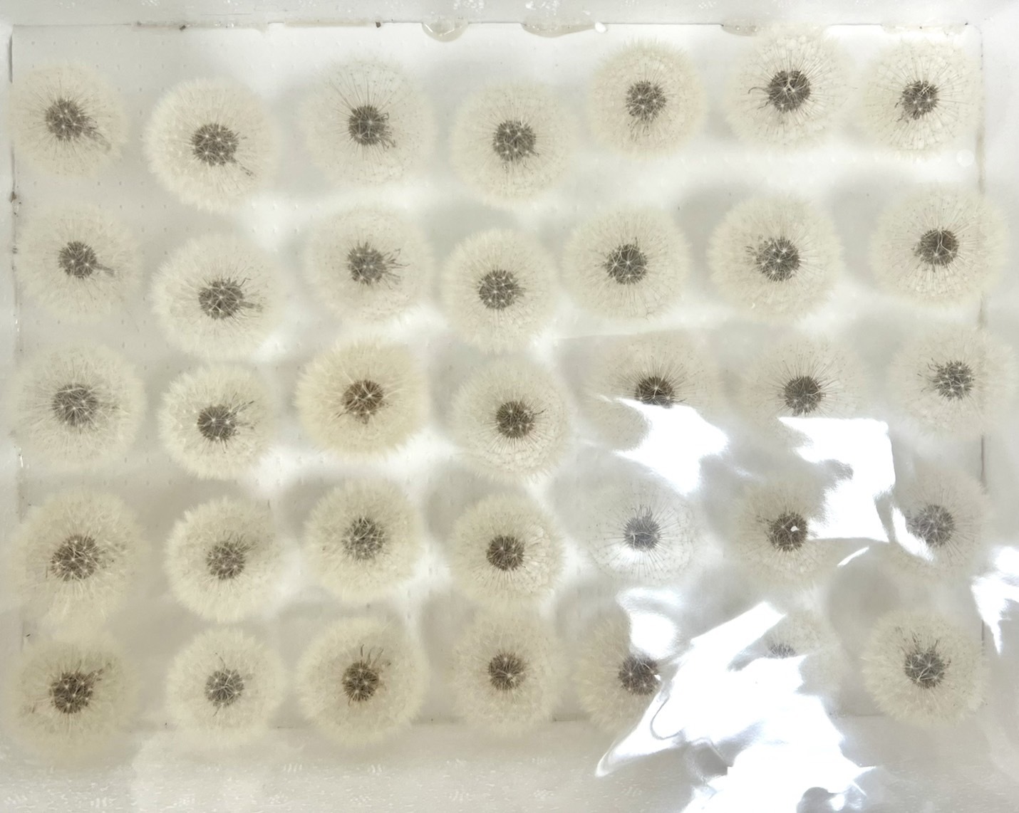 不凋蒲公英 (35入/箱)