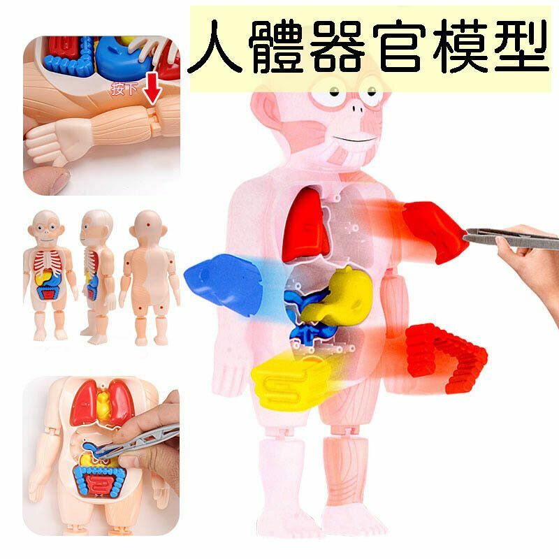 新款兒童科教人體器官模型DIY拼裝玩具啟蒙實驗教具human organ model