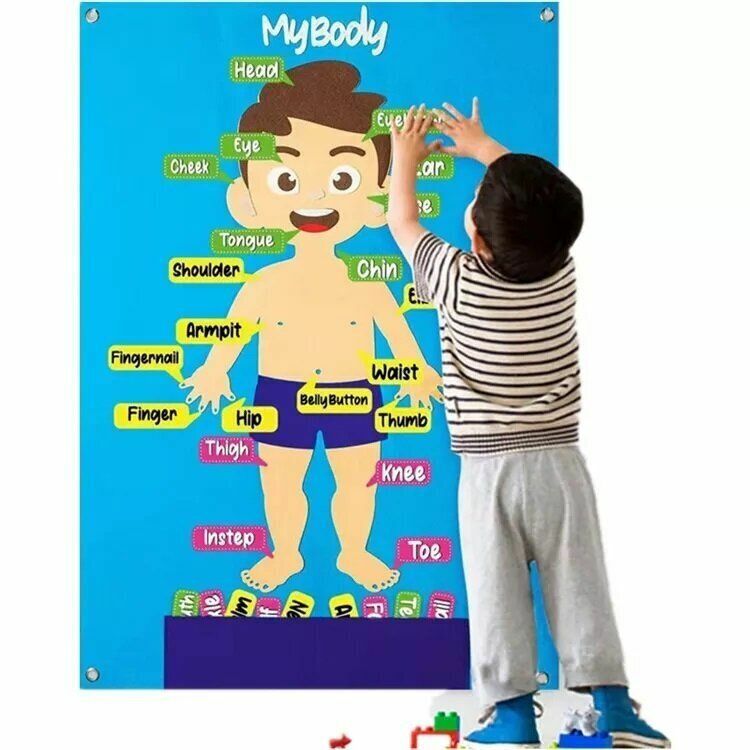 New human body puzzle | children's learning, preschool and early education training, children's STEM educational toys