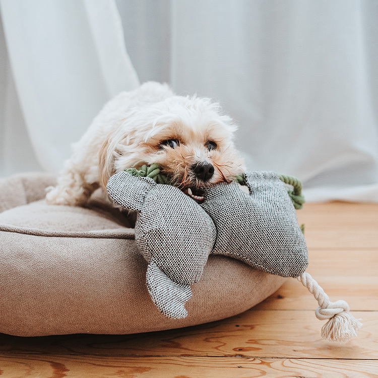 Rio 生動里約 玩偶 無尾熊 F