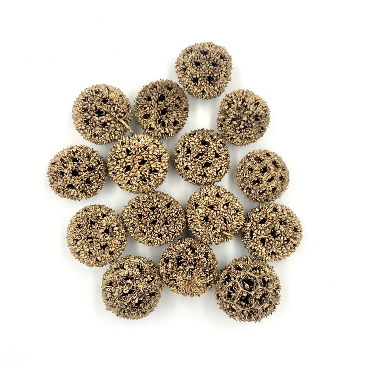 染金楓香果 (50g)