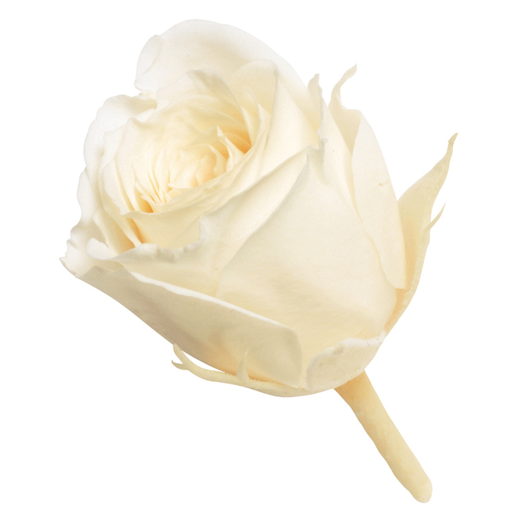 永生花 迷你玫瑰 Vivian 24輪 單色