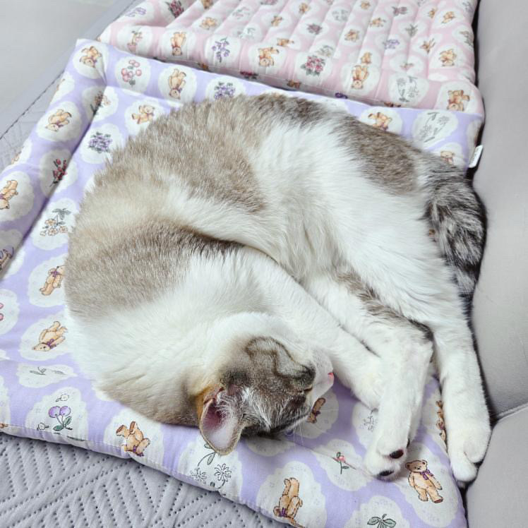 熊熊睡墊┃共兩色