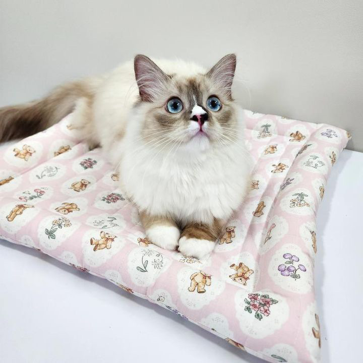 熊熊睡墊┃共兩色