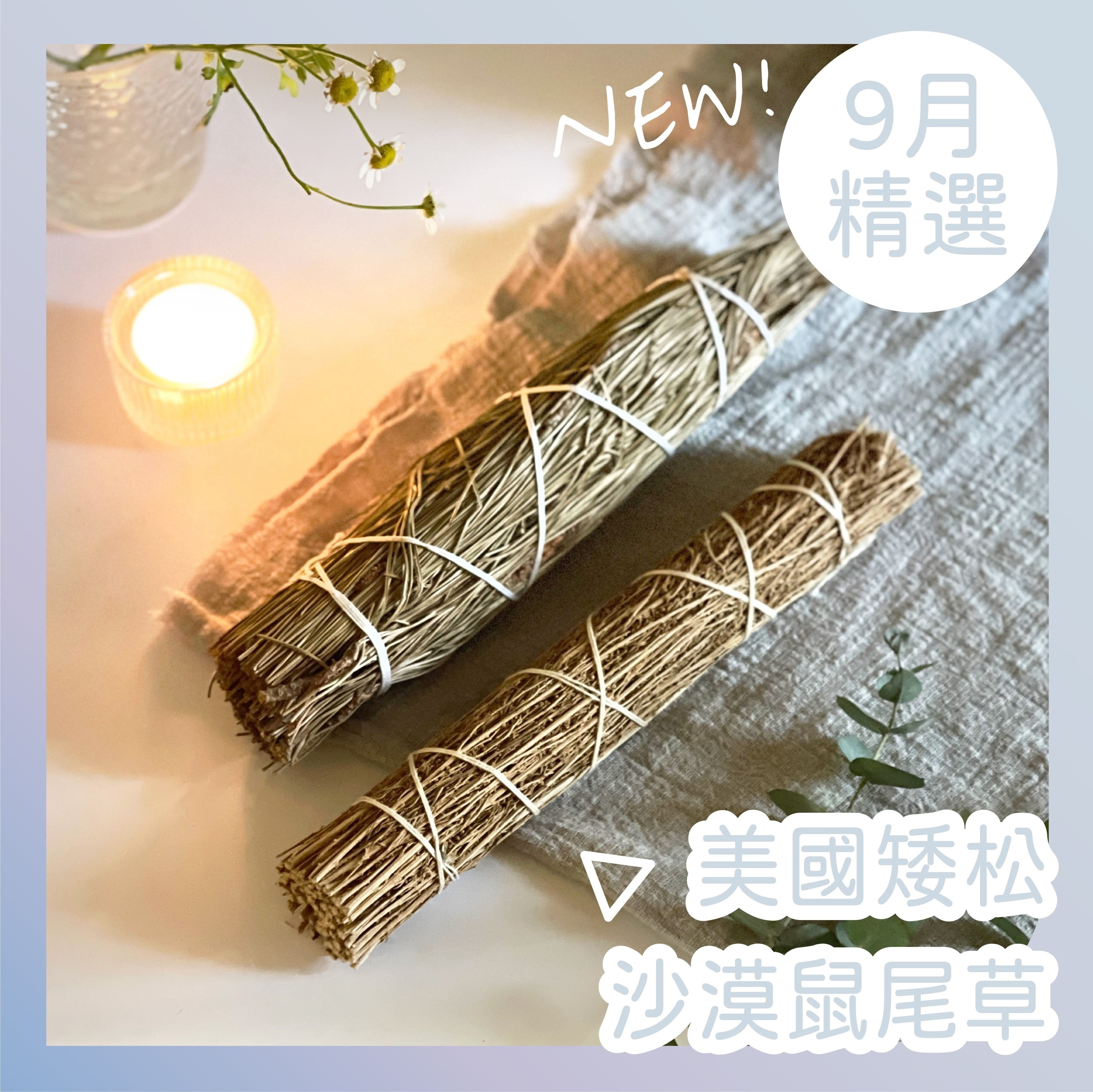 9月店長精選【突破淨化組】 - 光之薩滿