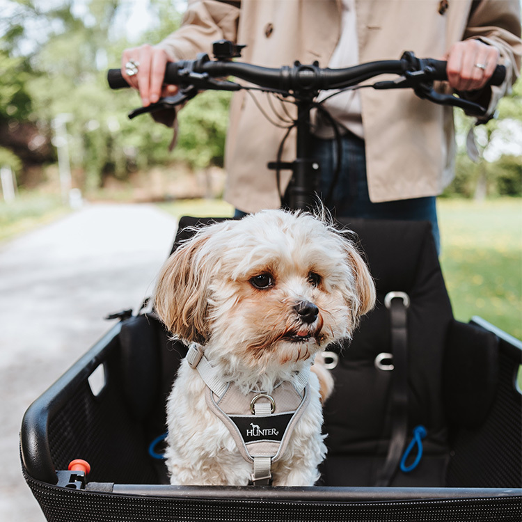 Divo Up 探索極致 胸背帶