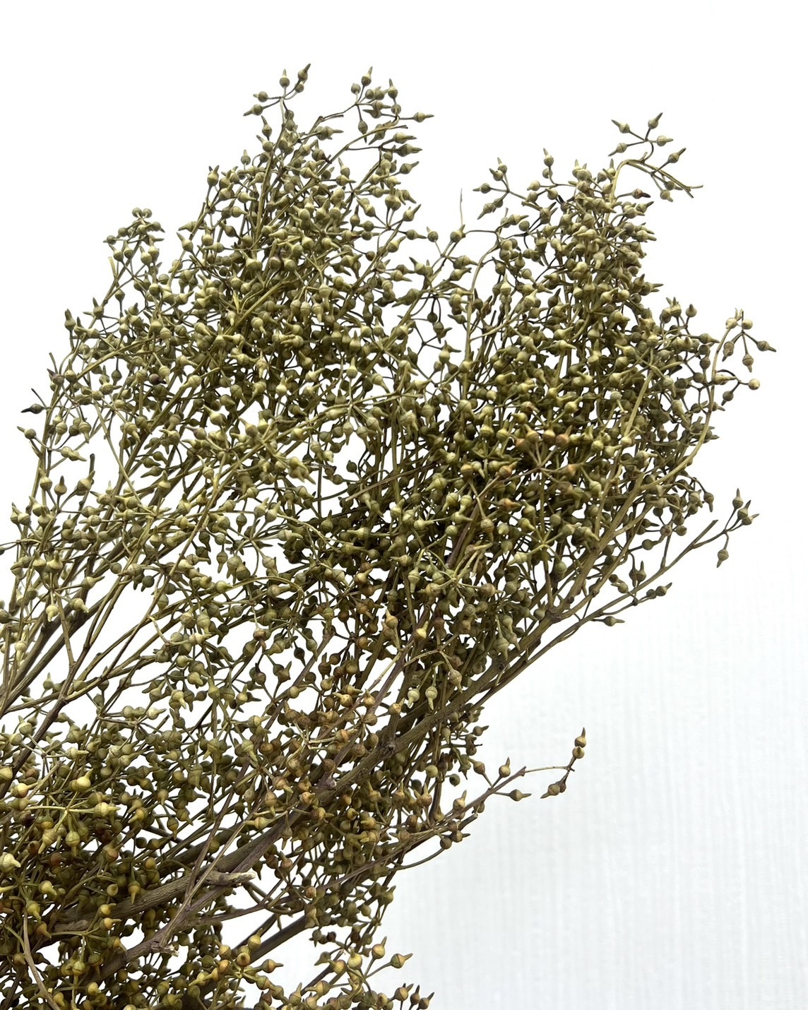 乾燥小米果(尤加利果)