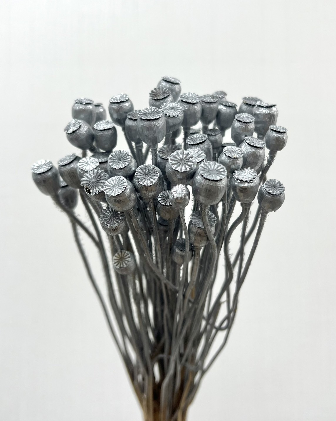 乾燥雪莉罌粟(染銀)