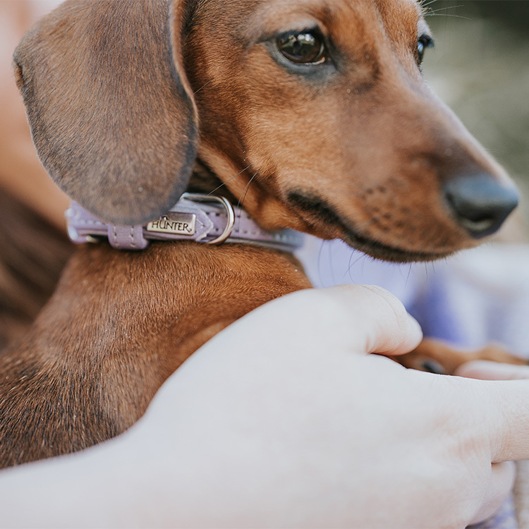 Soho Mini 袖珍牛皮 項圈