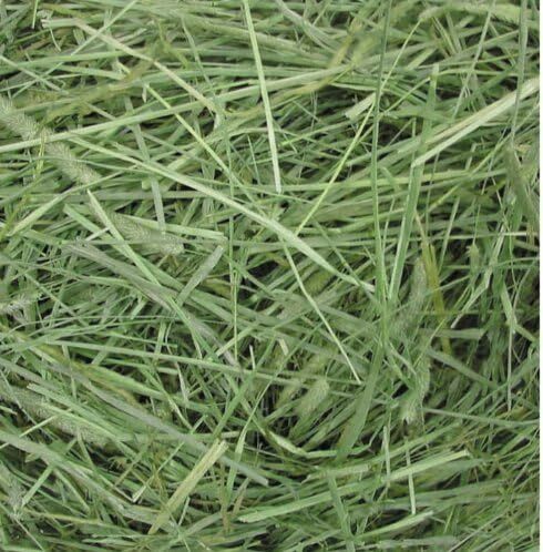 Gex 提摩西草 - 500g