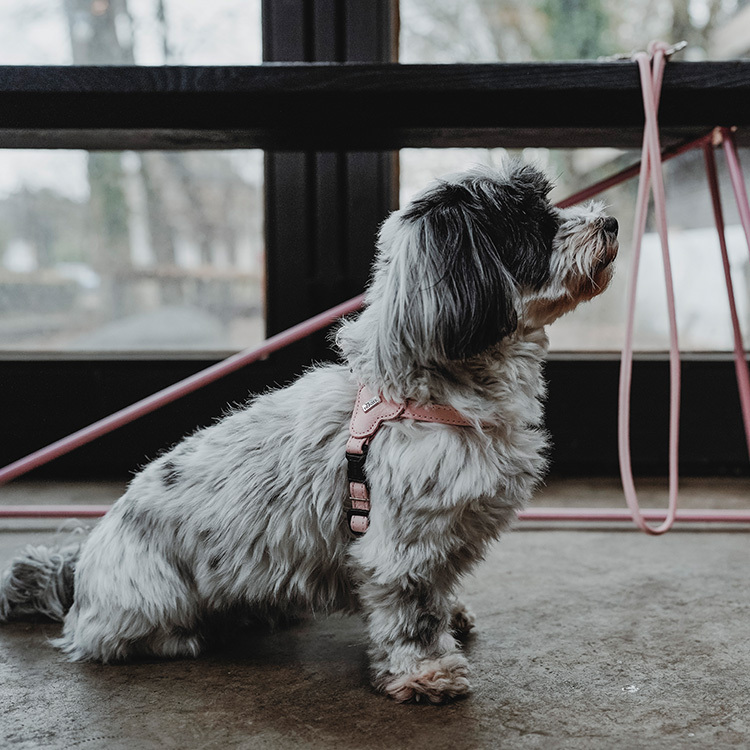 Soho Mini 袖珍牛皮 快套胸背