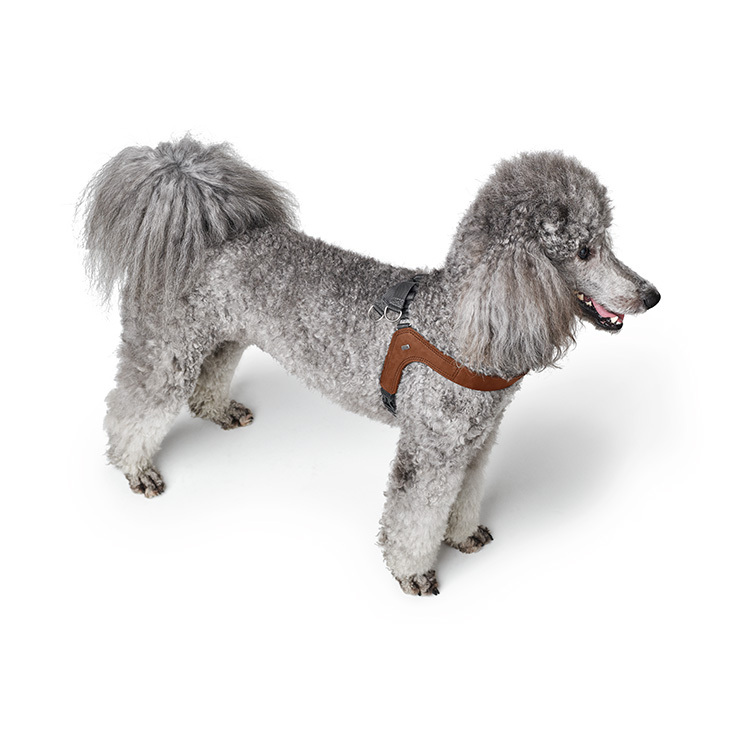 Dimaro 經典尊榮牛皮  快套胸背