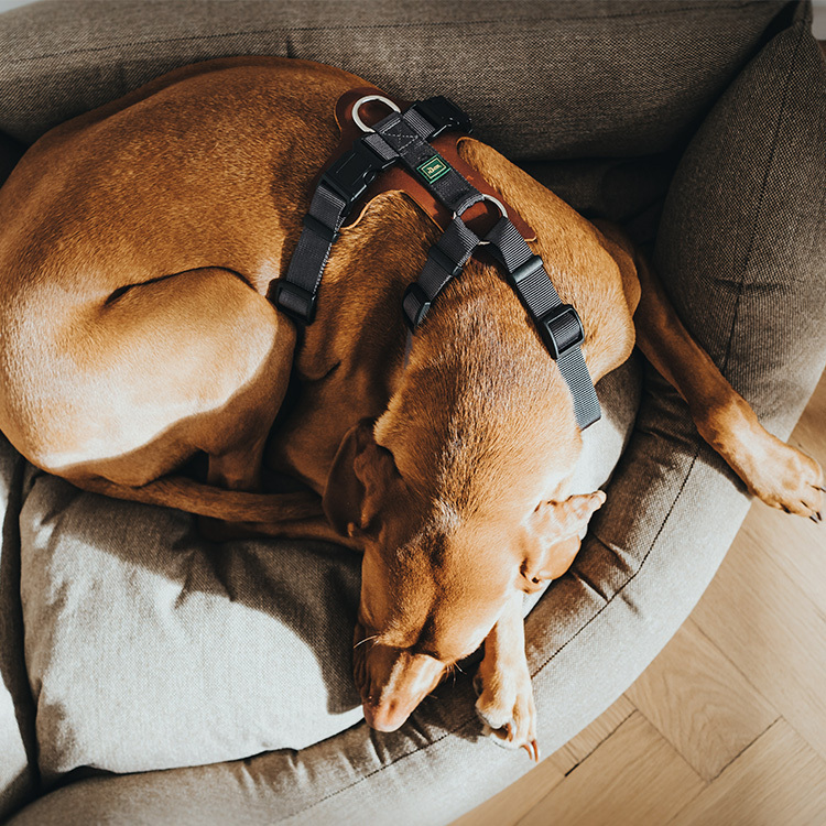 Aalborg 經典牛皮 拼接胸背帶