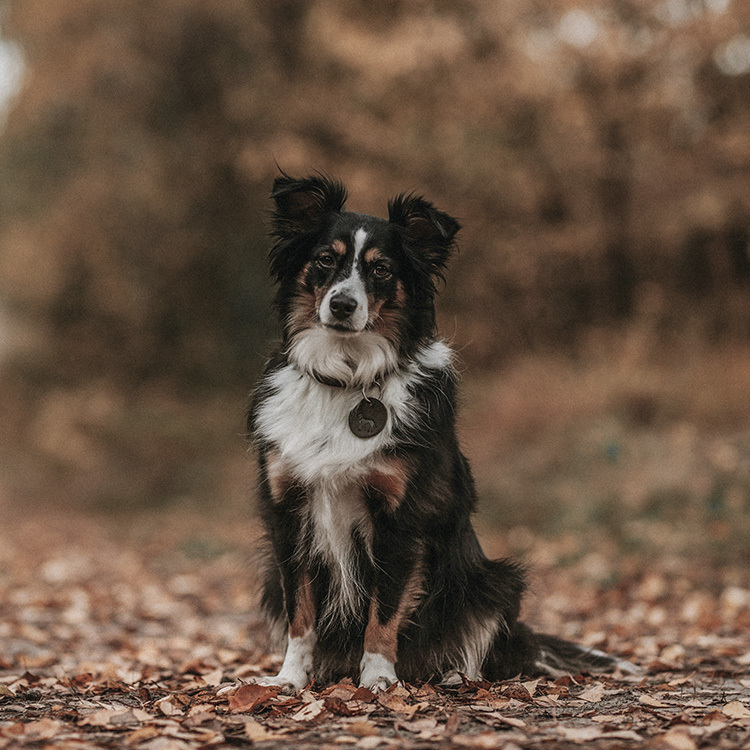 Aalborg 經典牛皮 項圈