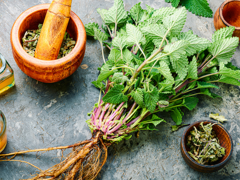 香蜂草功效 Lemon Balm benefits